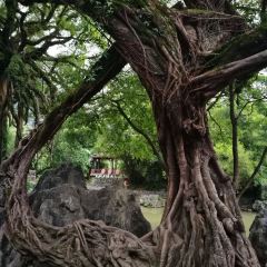 黄姚大樟树农庄 User Photo