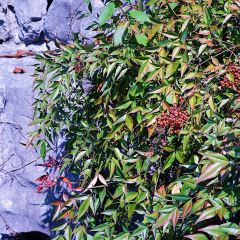 绘璟轩·断云幽梦(沈园店) User Photo