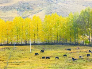 Xinduqiao Town