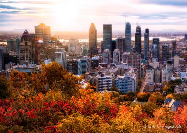 Maple Viewing in Montreal