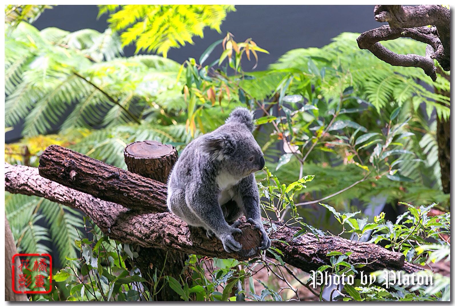 コアラとしても知られるコアラベアは オーストラリアの国宝であ Trip Com の旅のブログ