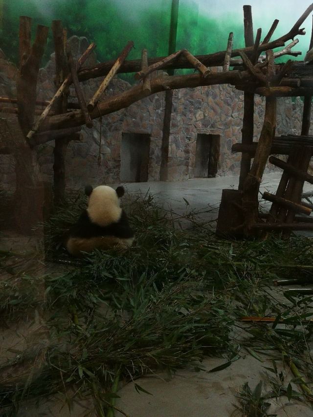 청두 판다 번식연구기지
