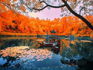 Nanjing Maple Leaf Viewing