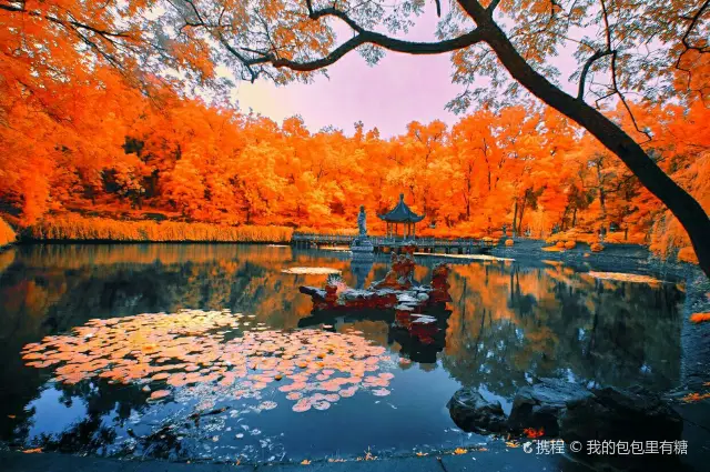 Maple Leaf Viewing in Nanjing