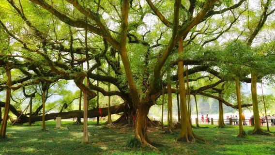 The Grand Banyan Tree