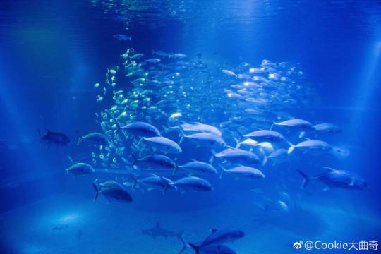 大阪海遊館+聖瑪利亞號帆船巡遊一日遊