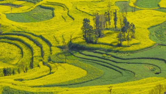 Luosi Field