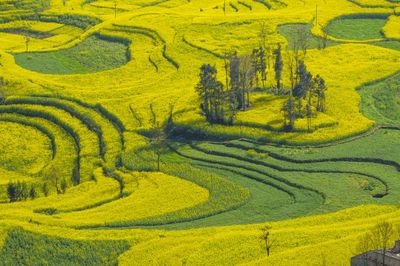 Luosi Field