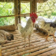Bale Udang Mang Engking Ubud User Photo