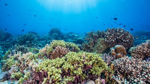 Tubbataha Reef