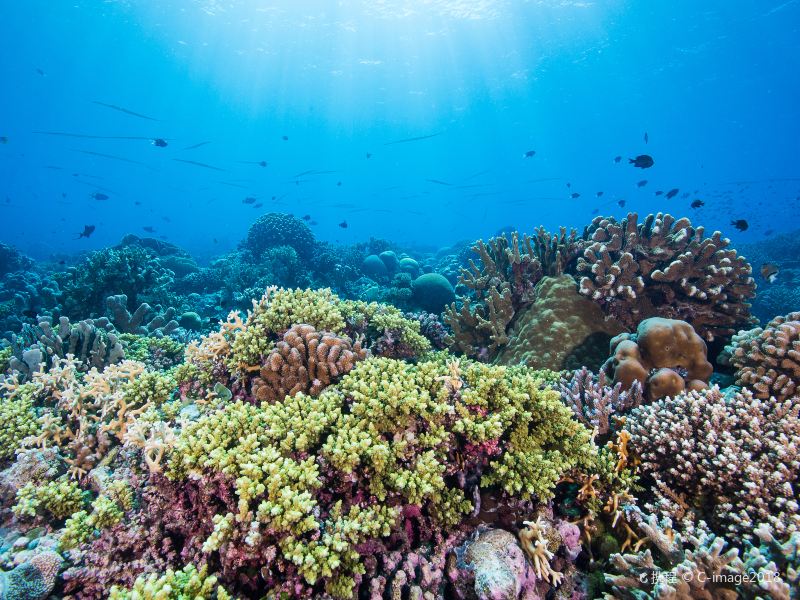 Tubbataha Reef