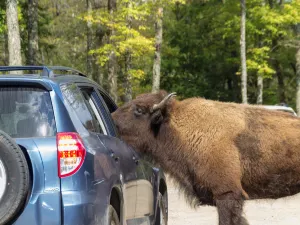 Parc Safari