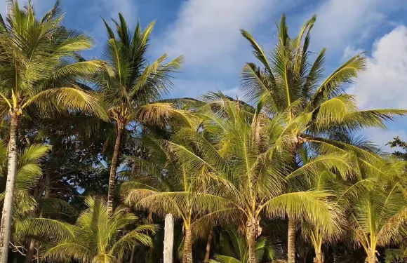 Hayahay Treehouse Bar and View Deck