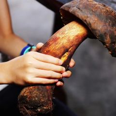 爾舞野菌館張用戶圖片