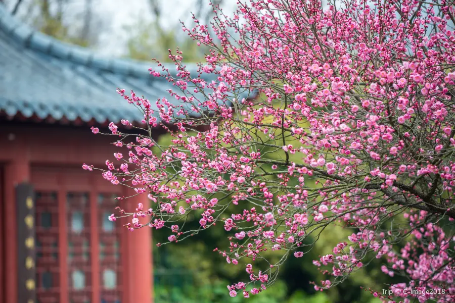 메이화산(매화산)