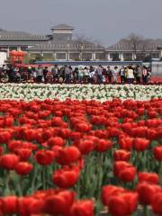 Tulip Garden