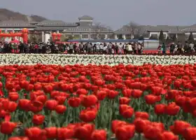 Tulip Garden