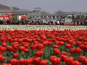 鬱金香園