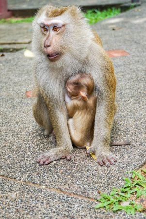Monkey Hill