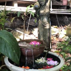 Tree Monkey ảnh của người dùng