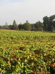 The Old Field Vineyards