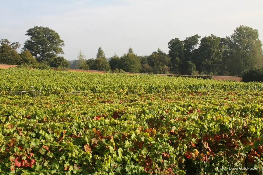 The Old Field Vineyards