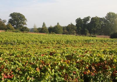 The Old Field Vineyards