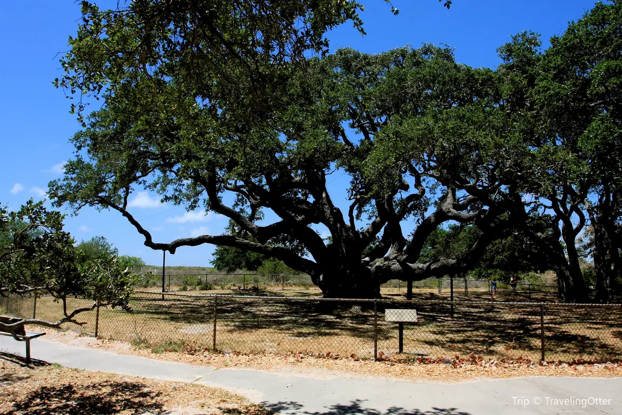 1_The Big Tree