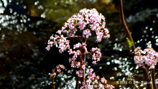 Carlon Falls Trail