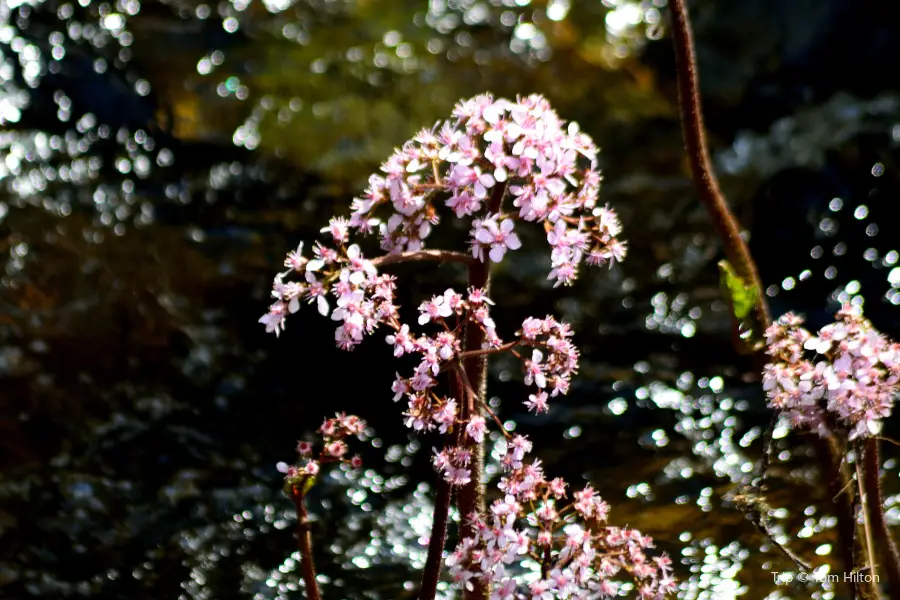 Carlon Falls Trail