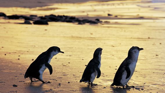 Penguin Parade at Phillip Island Nature Park in Victoria, Australia