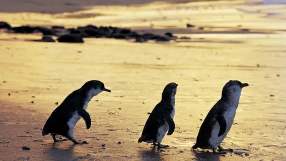 Penguin Parade at Phillip Island Nature Park in Victoria, Australia