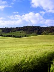 Surrey Hills Area of Outstanding Natural Beauty