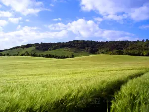 Surrey Hills National Landscape