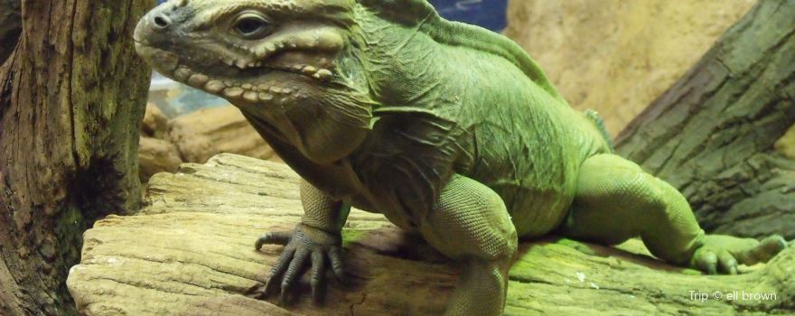 Tropiquaria Wildlife Park