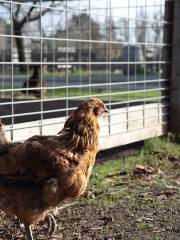 Ardenwood Historic Farm