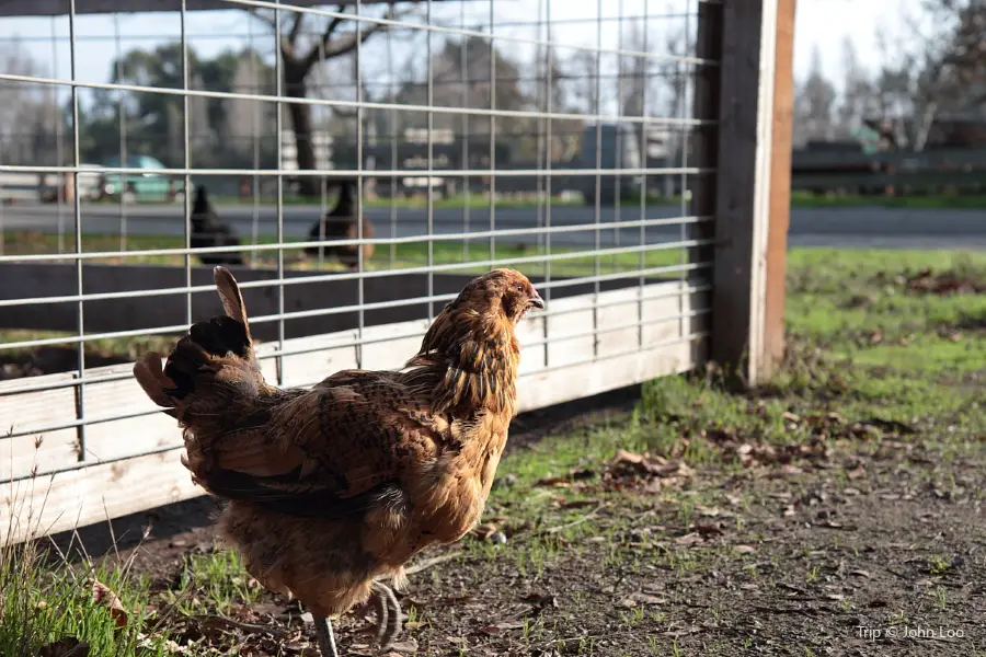 Ardenwood Historic Farm