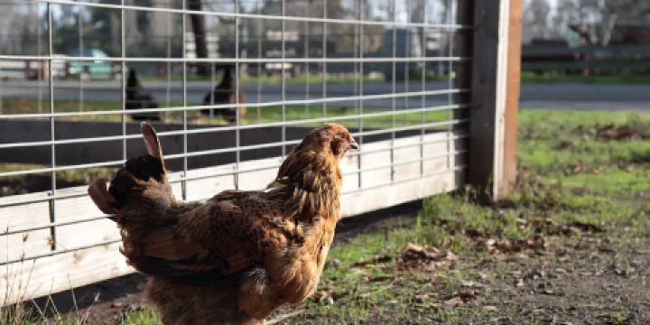 Ardenwood Historic Farm