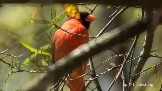 Houston Arboretum & Nature Center