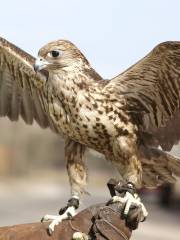 Falconry Of Kenya Ltd