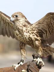 Falconry of Kenya