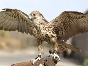 Falconry of Kenya