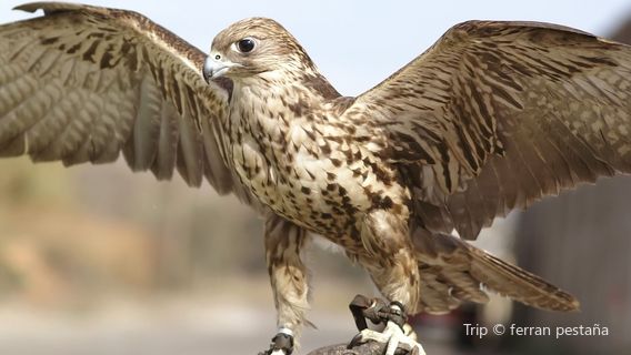 Falconry of Kenya