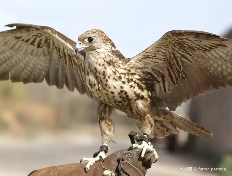 Hotels near Falconry Of Kenya Ltd