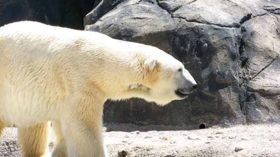 Seneca Park Zoo