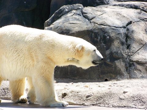 Seneca Park Zoo