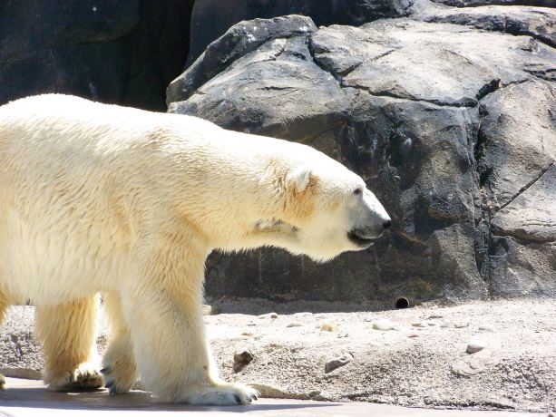 Seneca Park Zoo