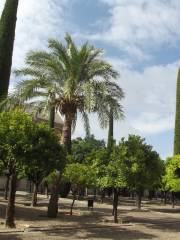 Patio De Los Naranjos