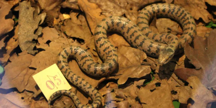 Hudson Highlands Nature Museum