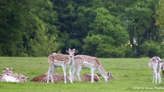 National Trust - Attingham Park